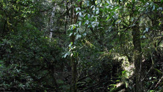 香港首现恐龙化石：揭开古生物的神秘面纱